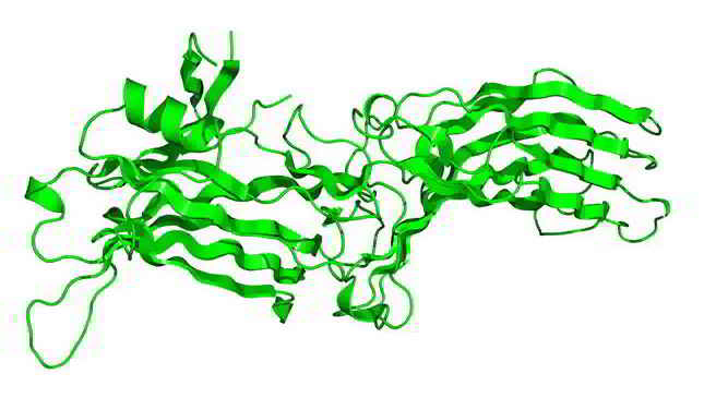 Arrestin-β-1 (E406) polyclonal antibody