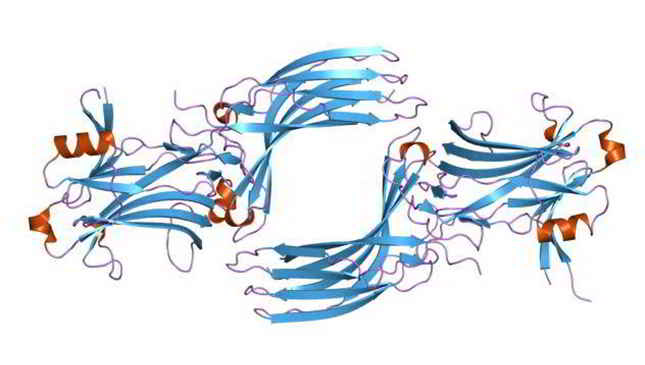 Arrestin domain-containing protein 4 (ARRDC4), Human, ELISA Kit