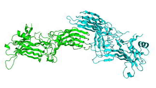 APC-Linked Polyclonal Antibody to S Antigen (SAG)