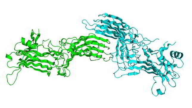 Recombinant Arrestin Beta 1 (ARRb1)