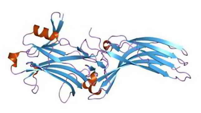 FITC-Linked Polyclonal Antibody to S Antigen (SAG)